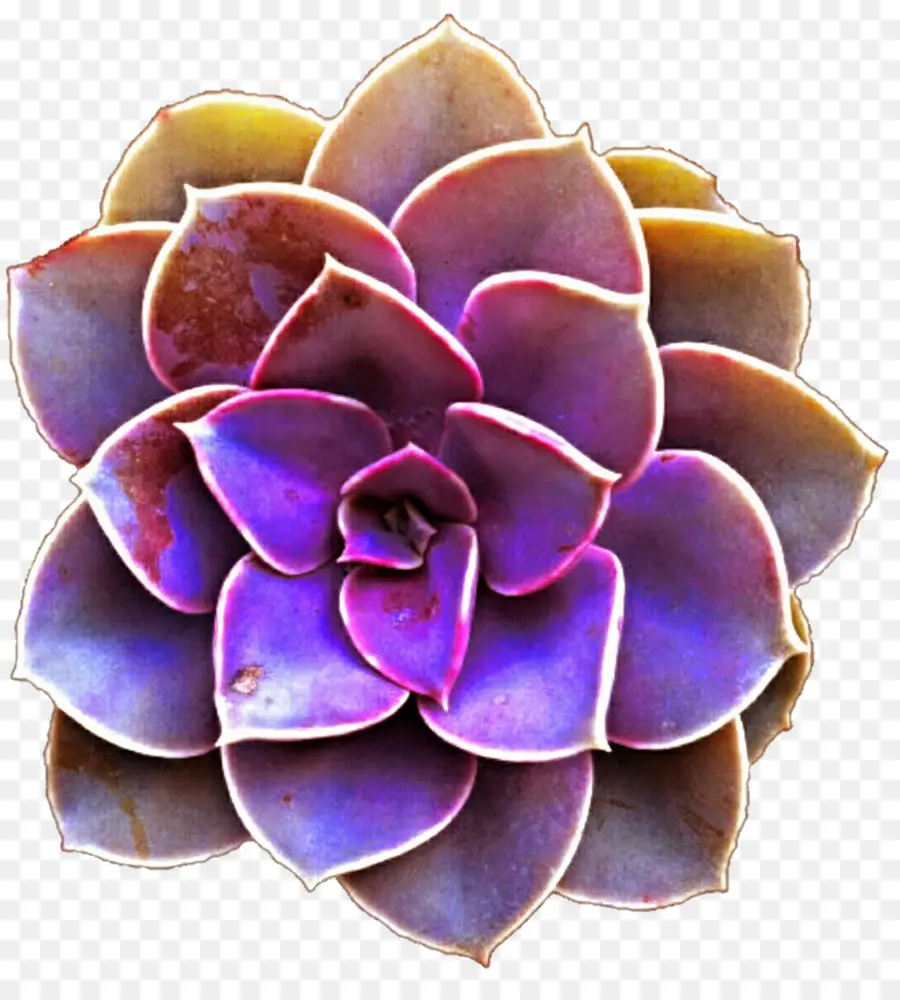 Succulente Violette，Fleur PNG