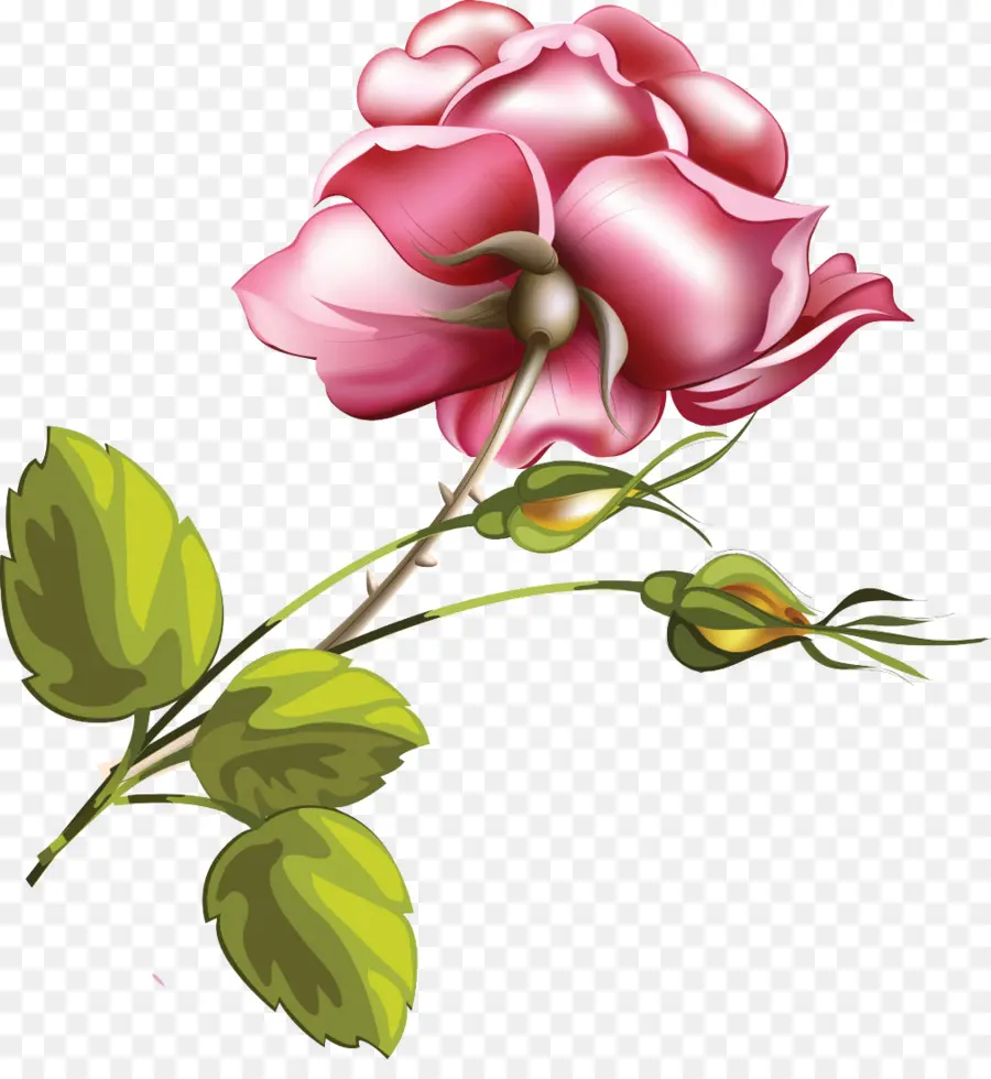 Fleur，Rose PNG