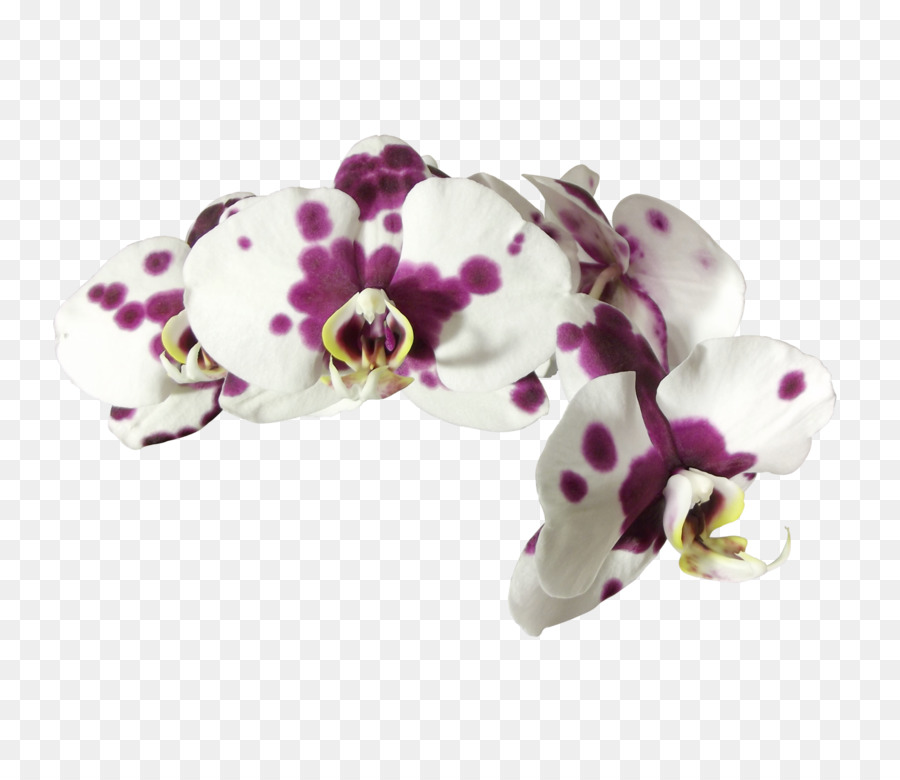 Orchidées Blanches，Fleurir PNG