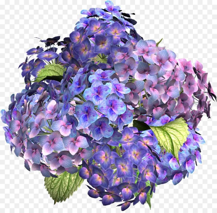 Hortensia Violet Et Bleu，Hortensia PNG