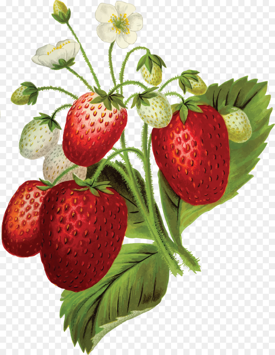 Fraises，Baie PNG