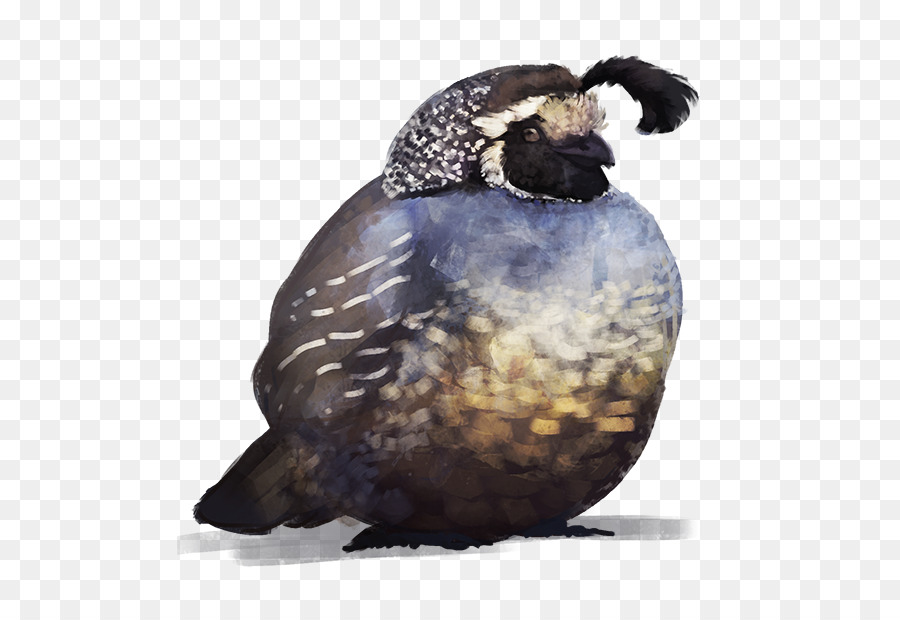 Caille，Plumes PNG