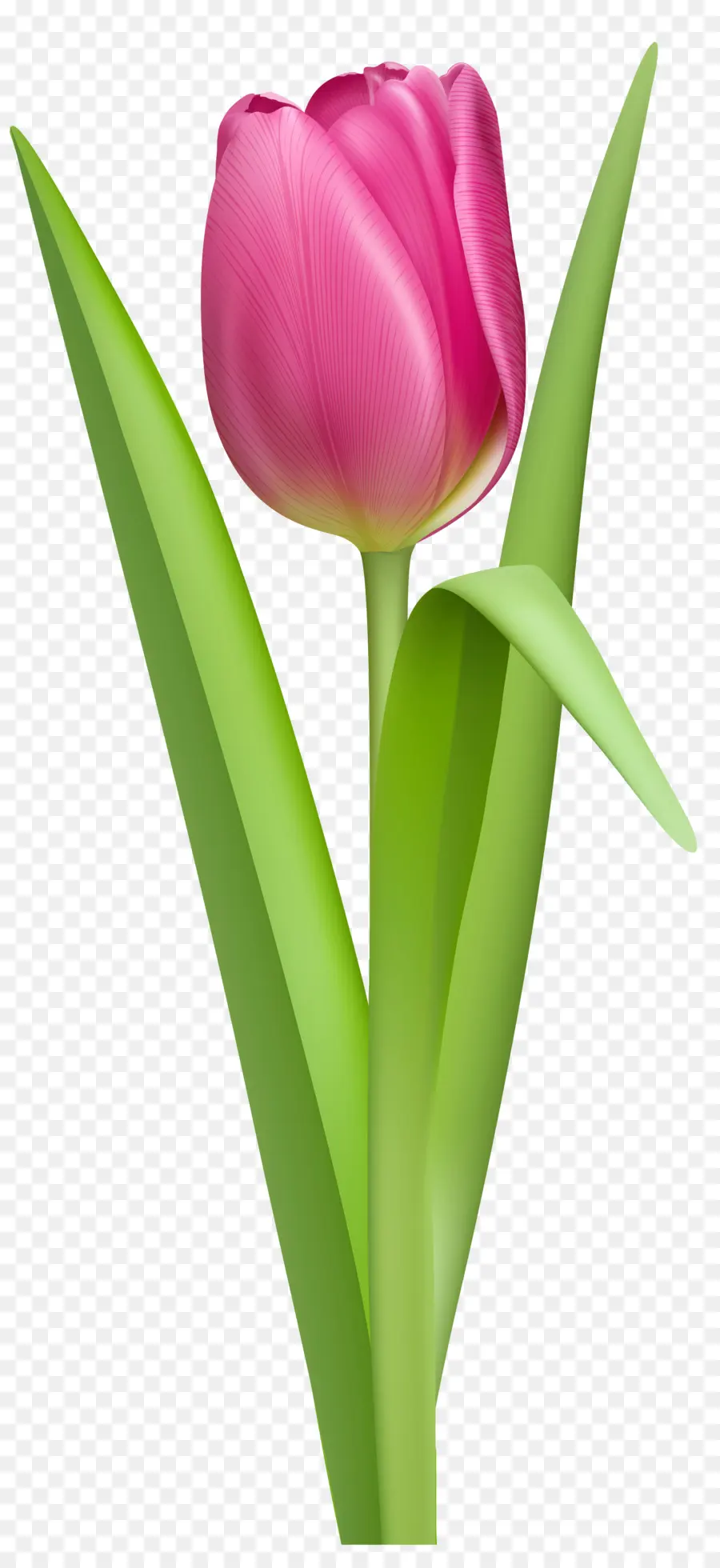 Tulipes Roses，Bouquet PNG