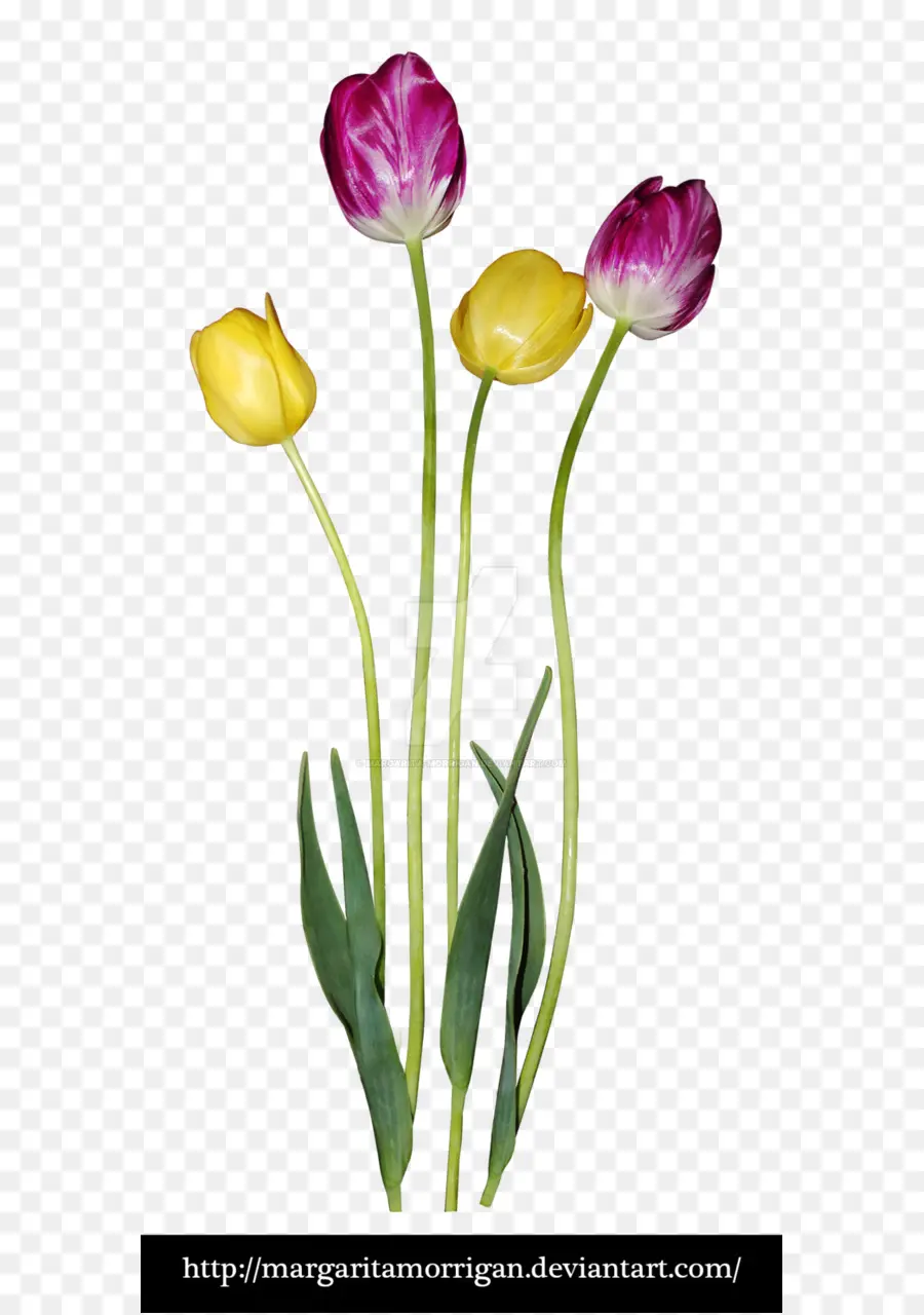 Tulipes Jaunes Et Violettes，Tulipes PNG