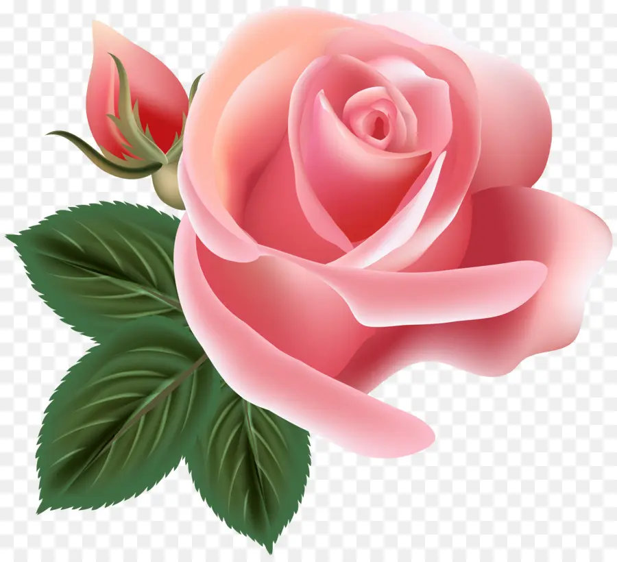 Roses Centifolia，Rosa Chinensis PNG