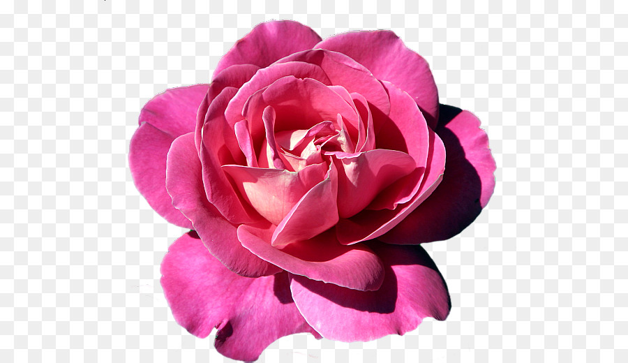 Rose，Fleur PNG