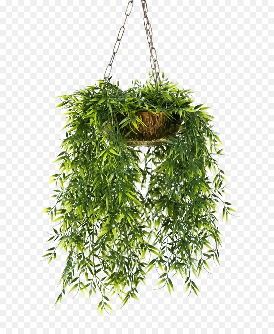 Plante Suspendue，Verdure PNG