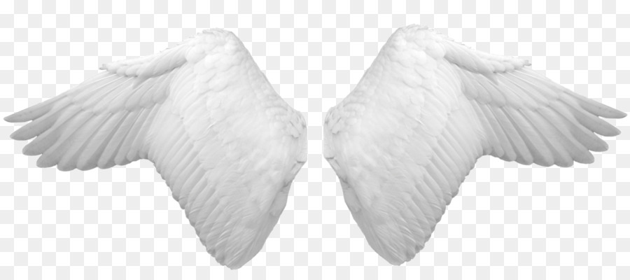 Ailes Blanches，Plumes PNG