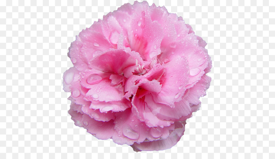 Fleur，Rose PNG