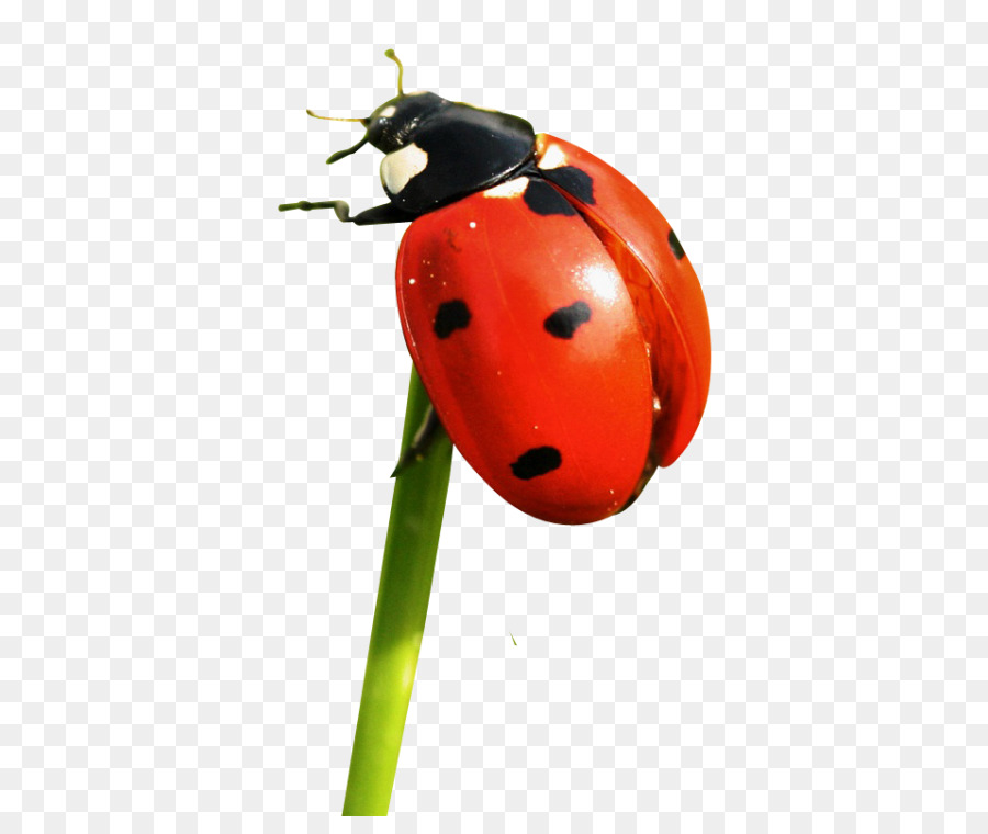 Coccinelle，Insecte PNG