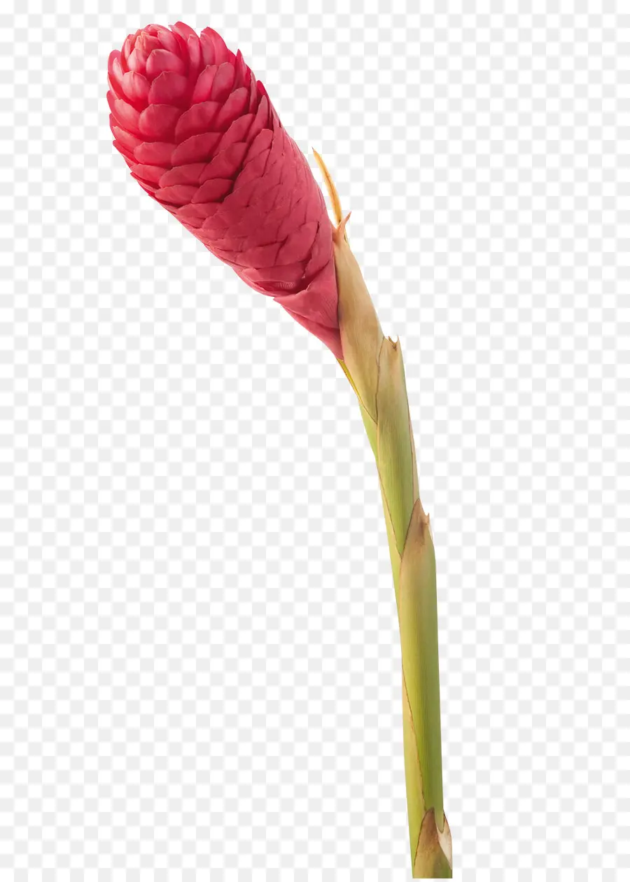 Fleur，Fleur Rouge PNG