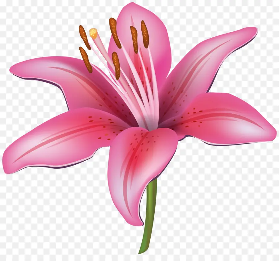 Lily Tiger，Arumlily PNG