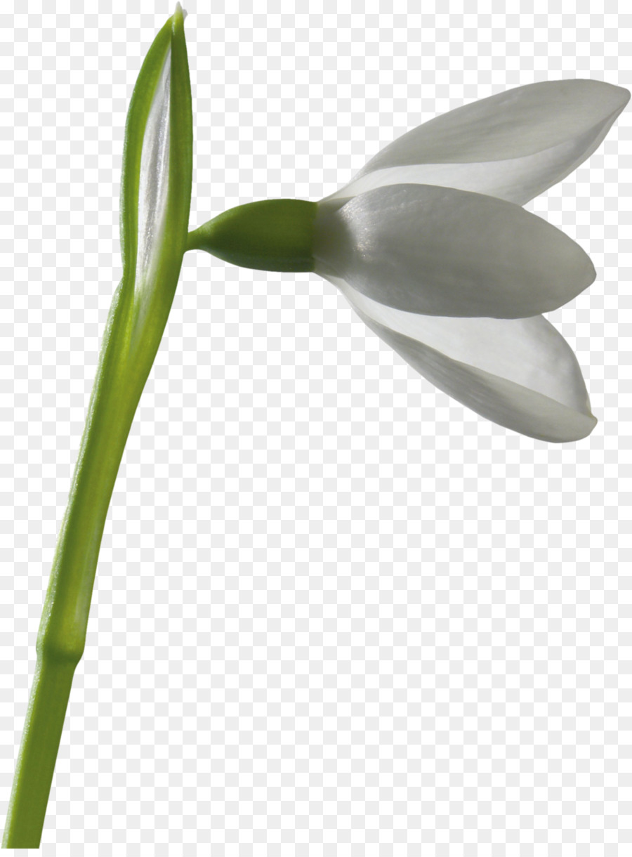 Perce Neige，Fleur PNG