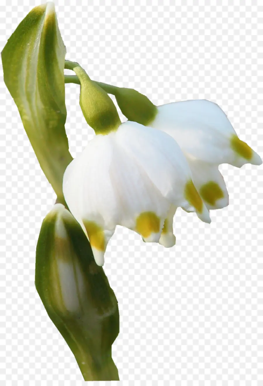 Fleur，Bud PNG