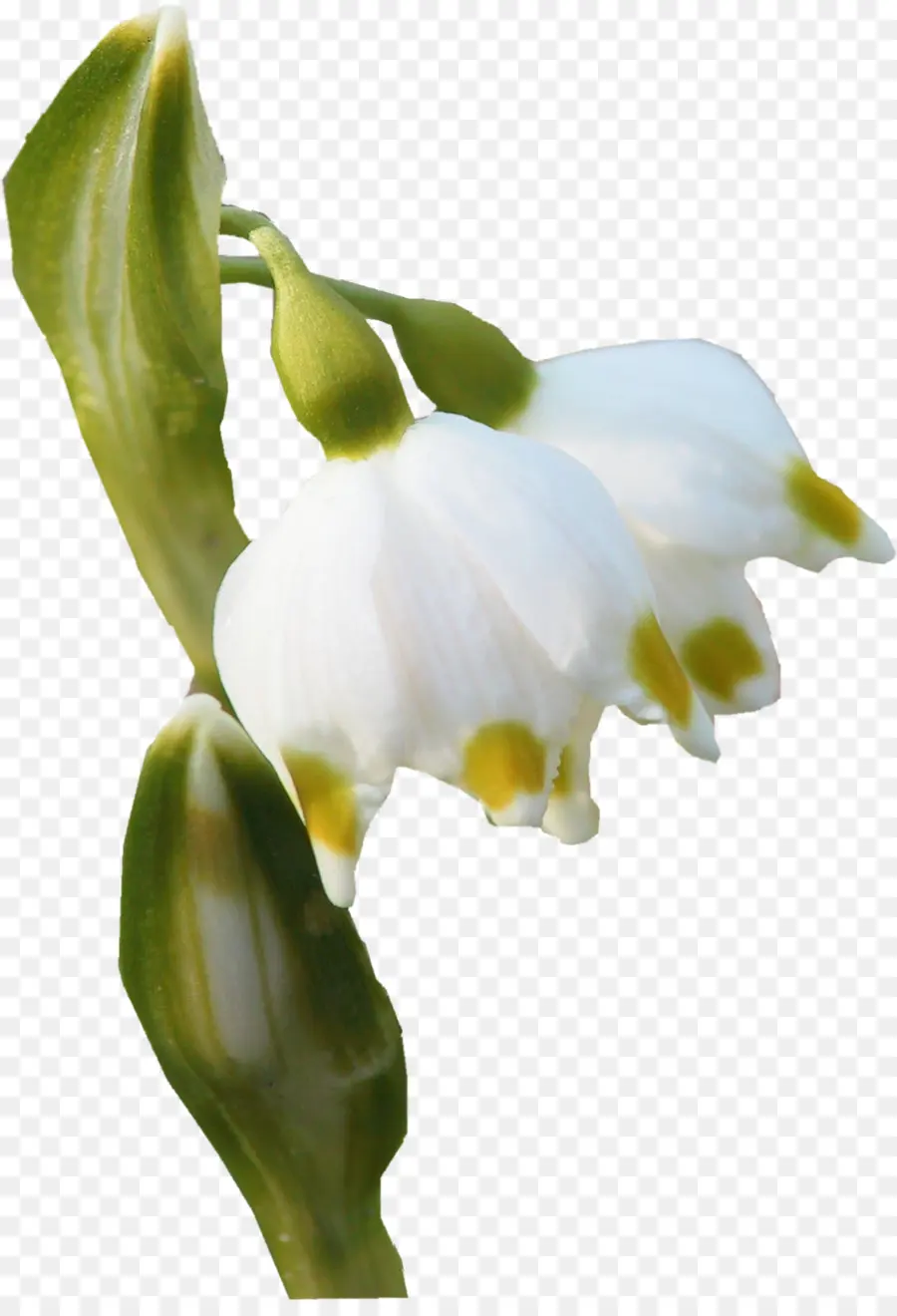 Fleurs De Flocon De Neige，Fleurs Blanches PNG