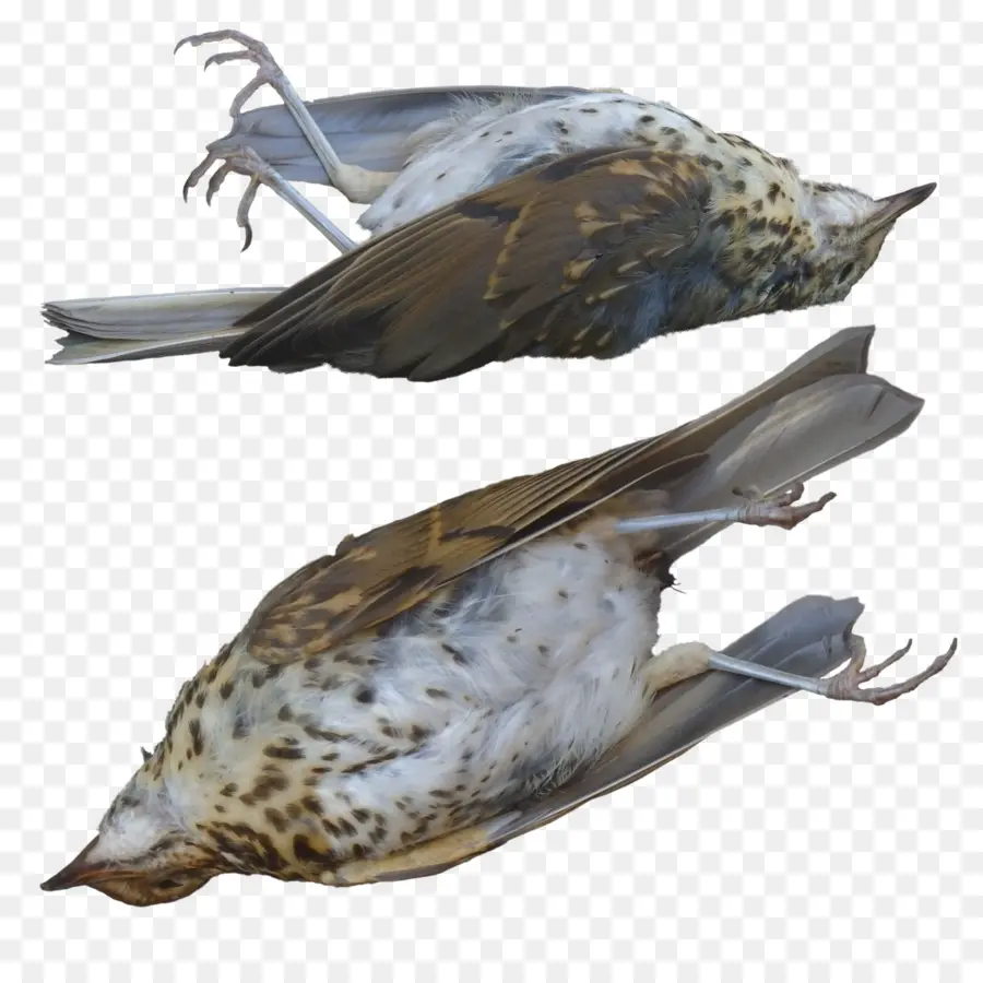 Oiseau Mort，Plumes PNG