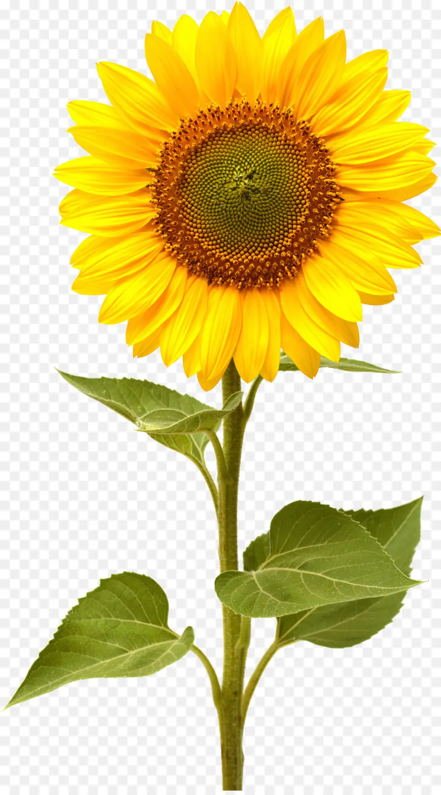 Tournesols，Jaune PNG