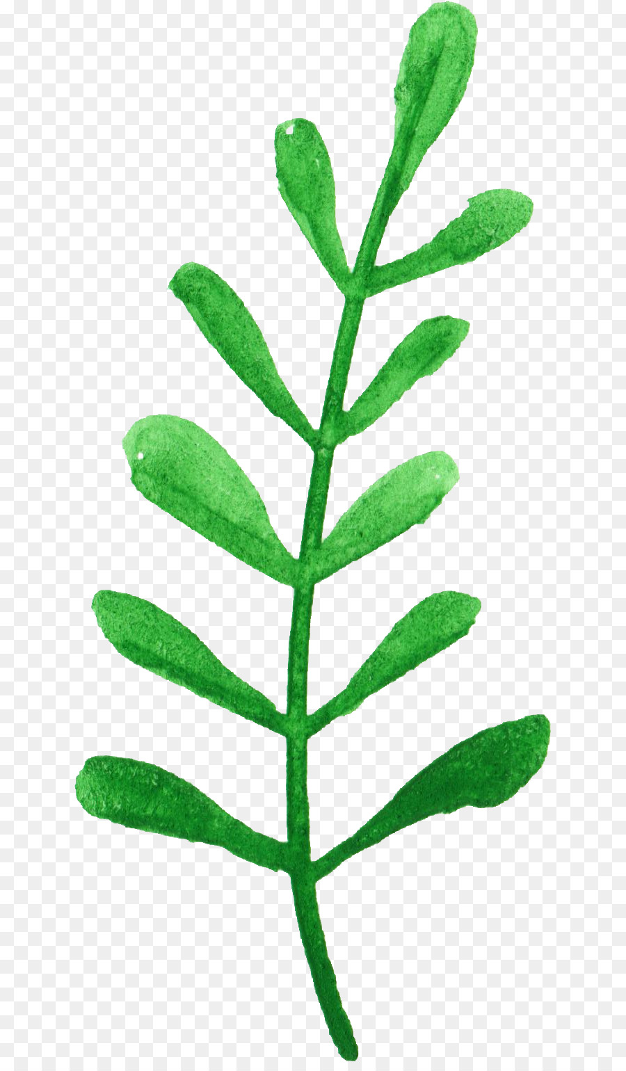 Feuille Verte，Usine PNG