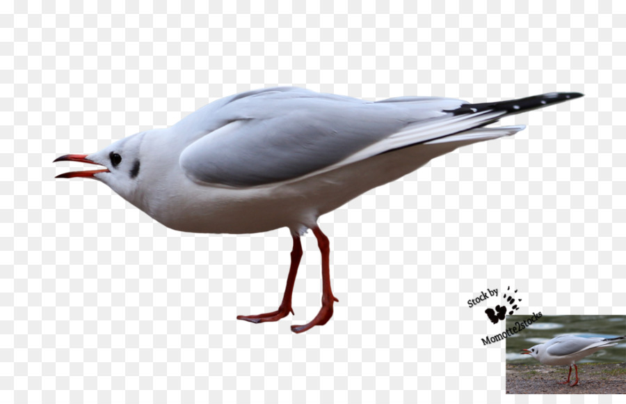 Mouette，Vol PNG