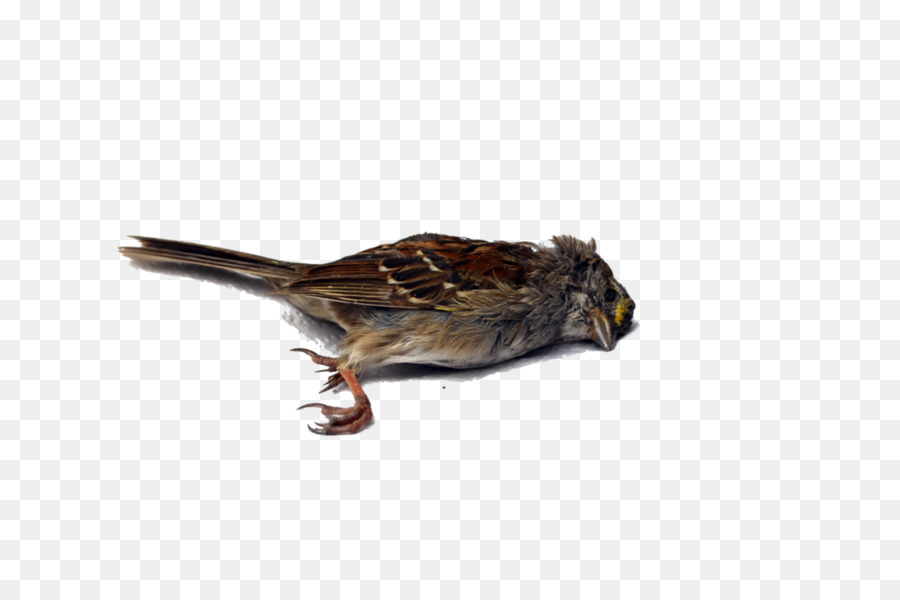 Oiseau Mort，La Mort PNG