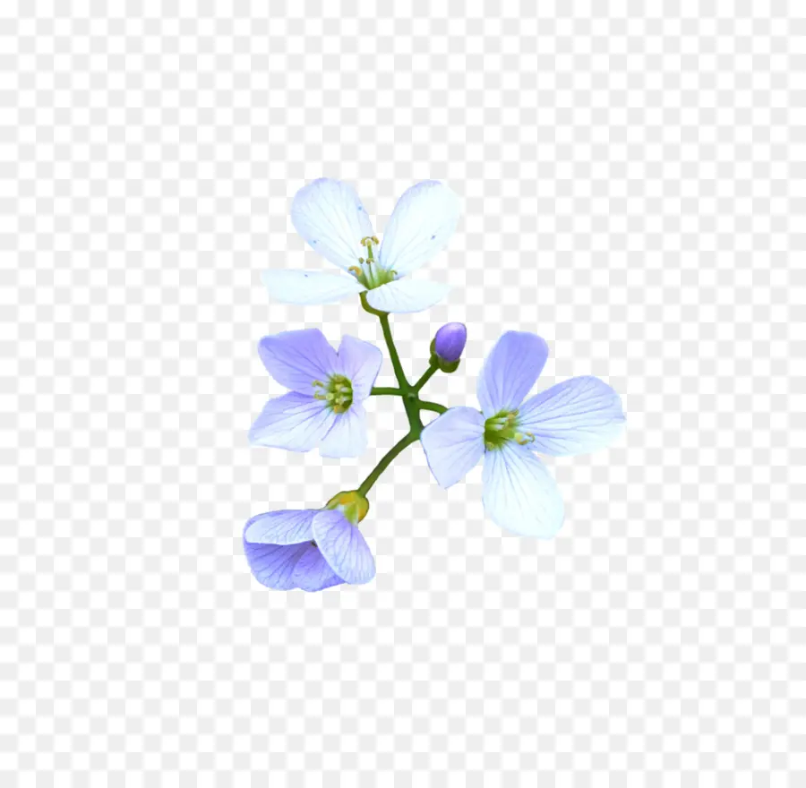 Fleurs Bleu Clair，Bleu Clair PNG