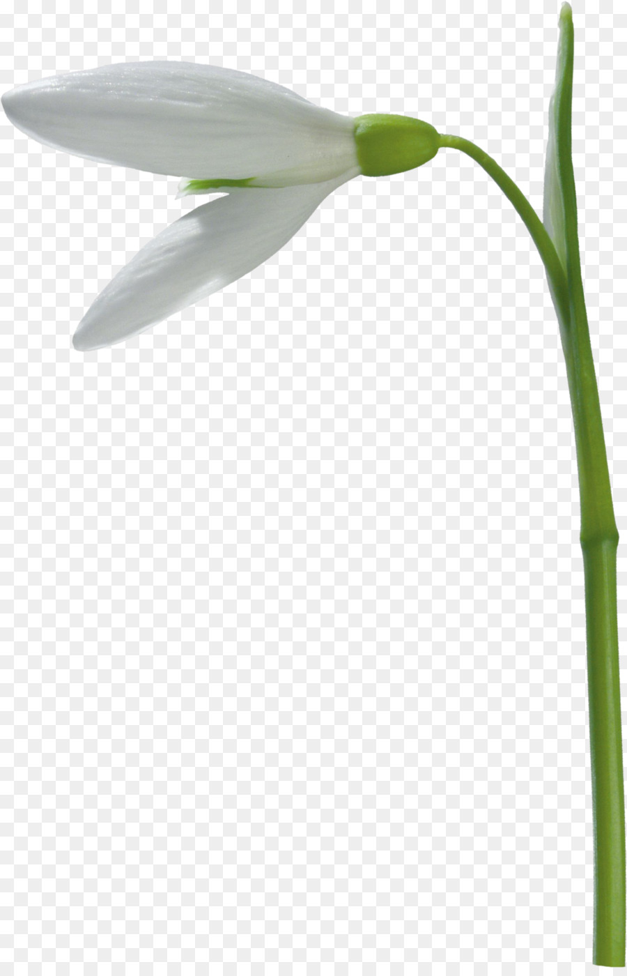 Galanthus Nivalis，Fleur PNG