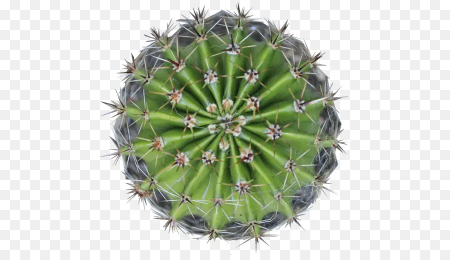 Cactus Vert，Épineux PNG