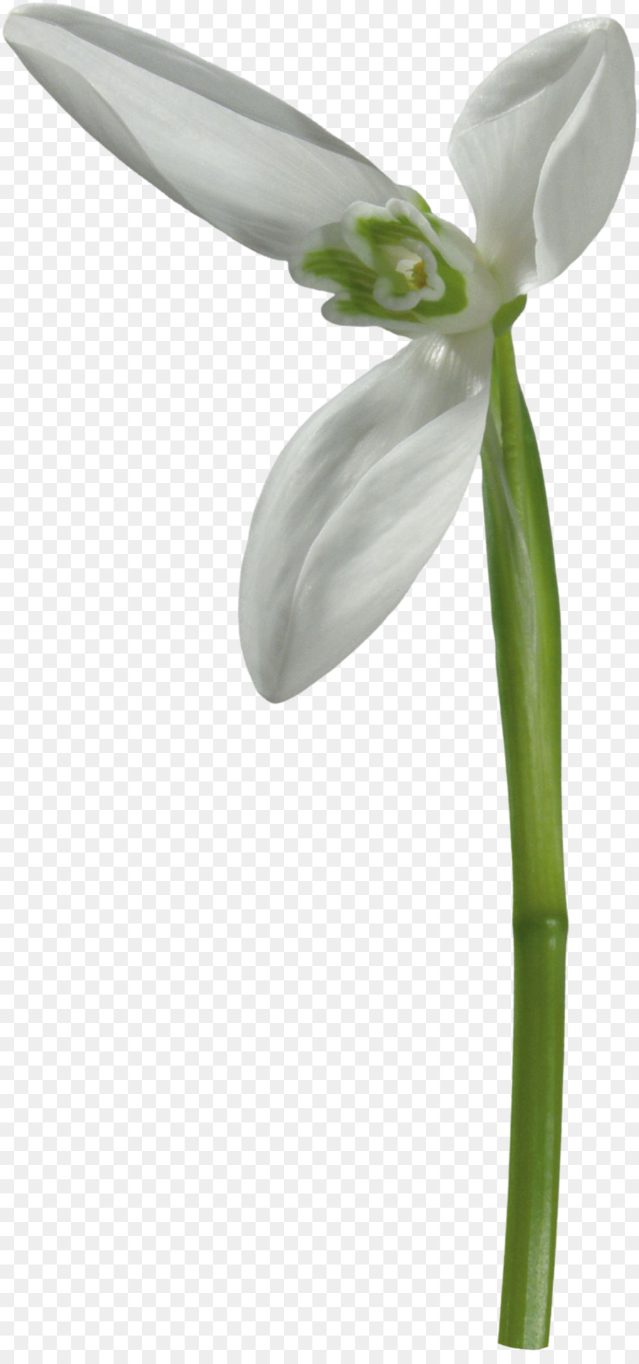 Galanthus Nivalis，Fleur PNG