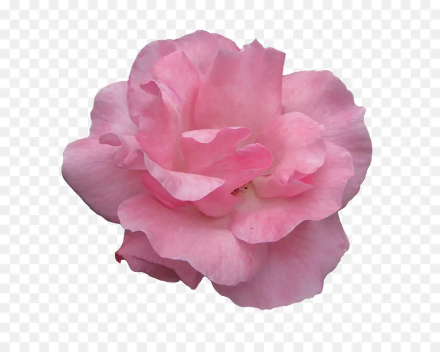 Roses Roses，Bouquet PNG