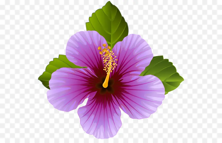 Fleur，Violet PNG