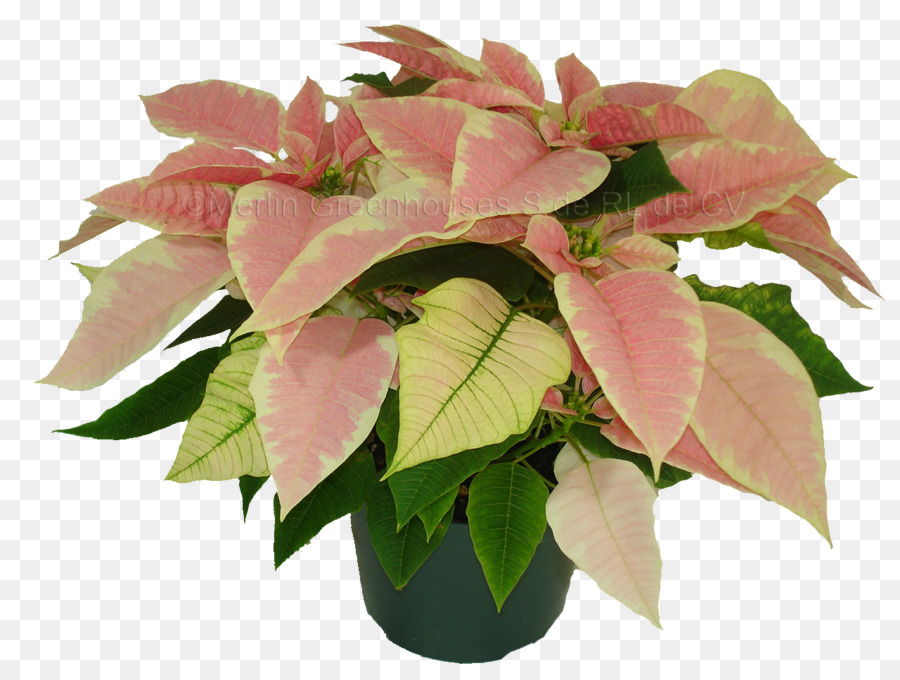 Poinsettia Rose，Fleur PNG