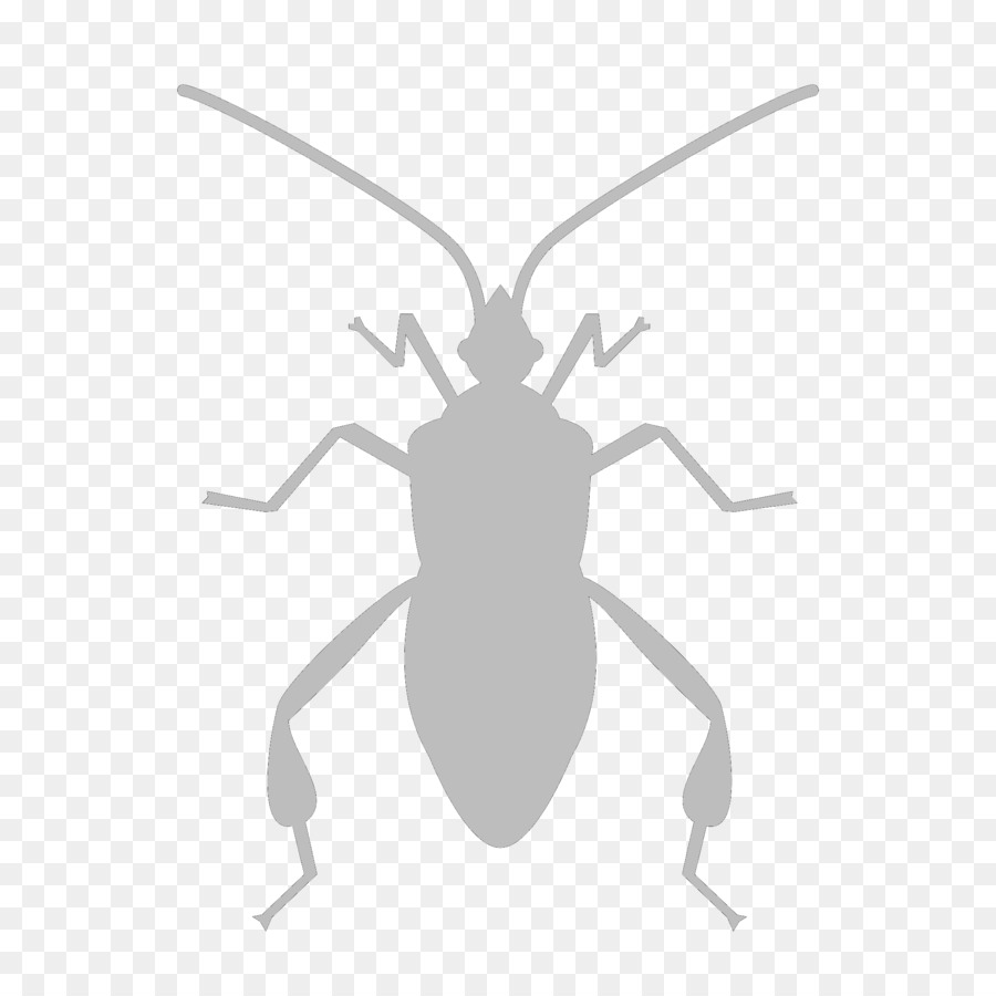 Les Insectes，Bug Logiciel PNG