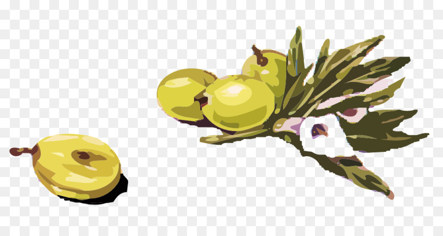 Illustration D'olives Vertes，Bifurquer PNG