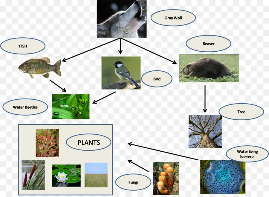 Diagramme Du Réseau Alimentaire，Écosystème PNG