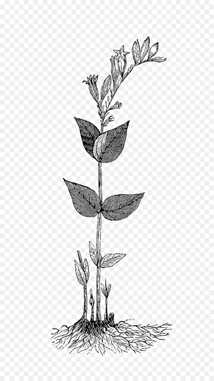 Herbe，Les Illustrations Botaniques PNG