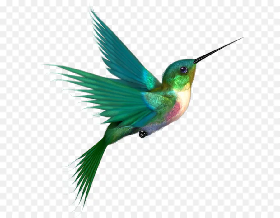 Colibri，Oiseau PNG