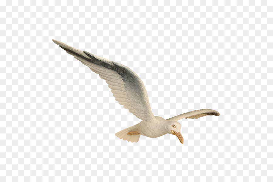 Mouette，Vol PNG