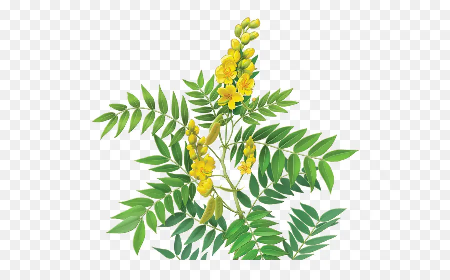 Fleur Jaune，Feuilles PNG