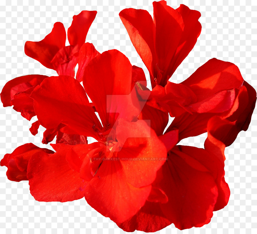 Fleur，Rouge PNG