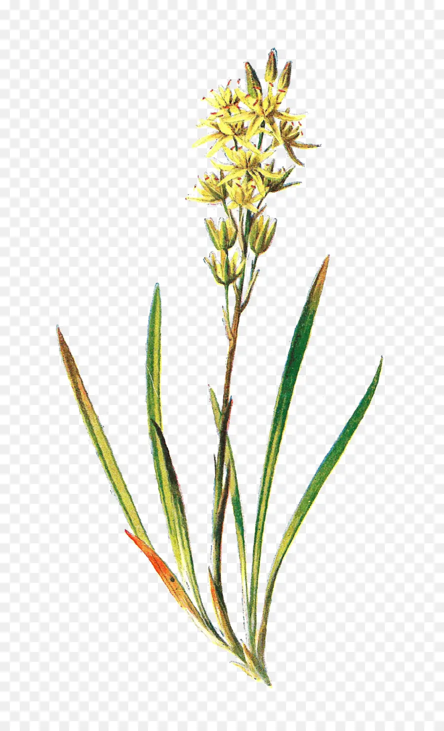 Fleur Jaune，Fleur PNG