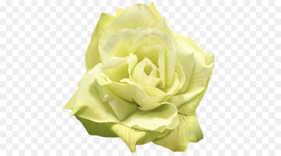 Rose Jaune，Floraison PNG