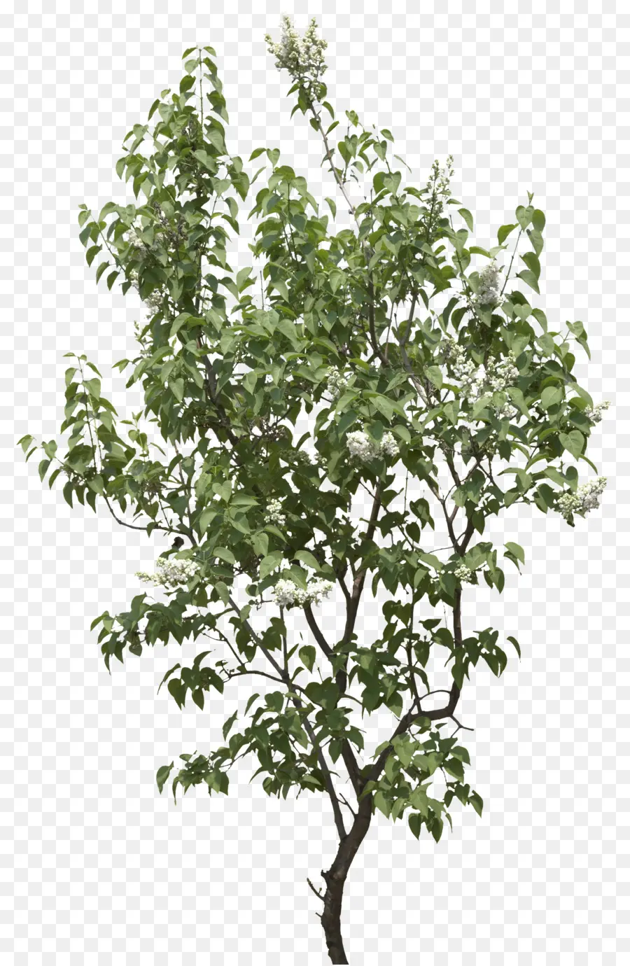 Arbre Vert，Feuilles PNG