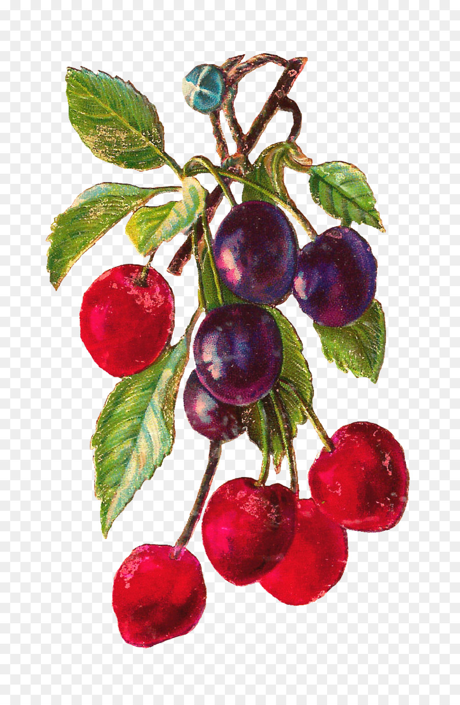 Pommes Et Cerises，Frais PNG