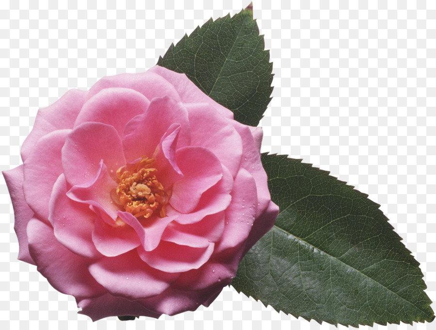 Fleur Rose，Tige PNG