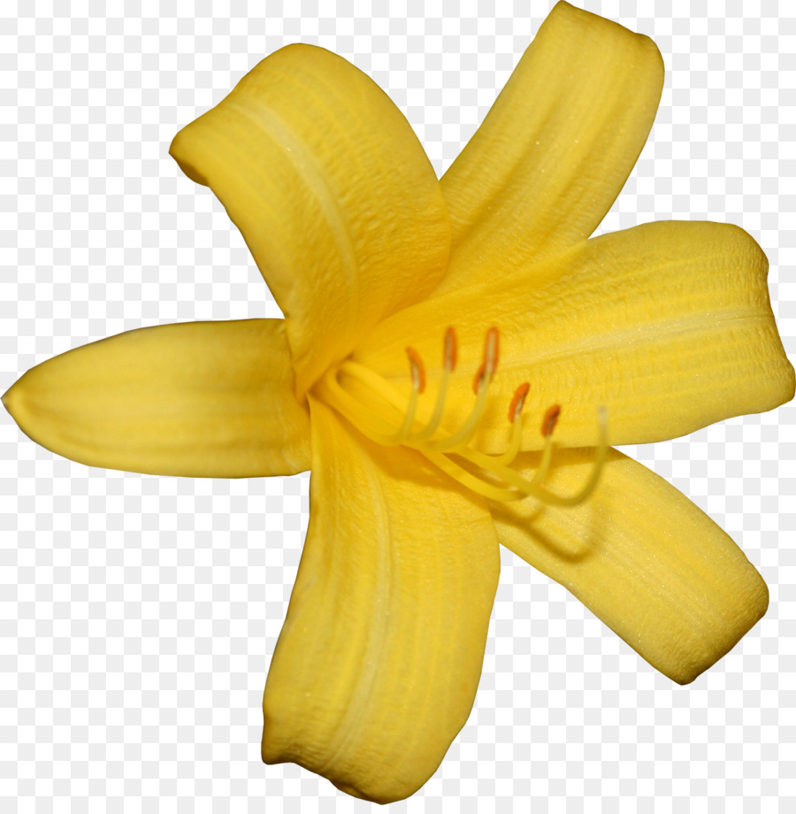 Fleur，Lys PNG