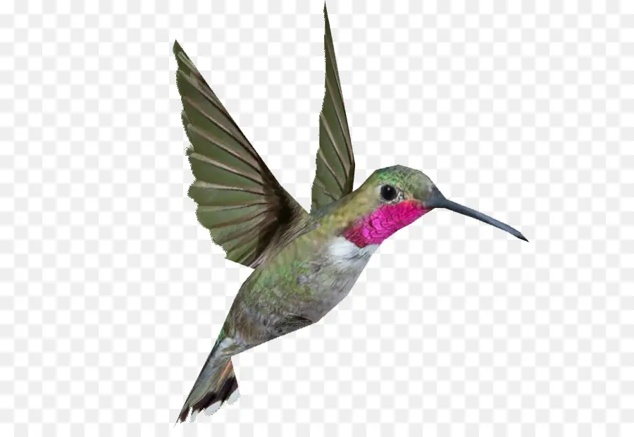 Colibri，Vol PNG