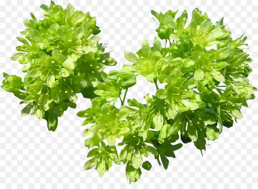 Plante Verte，Feuilles PNG