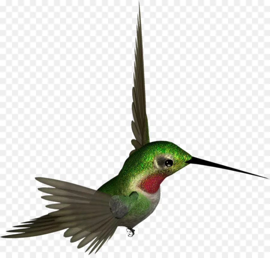 Colibri，Coloré PNG