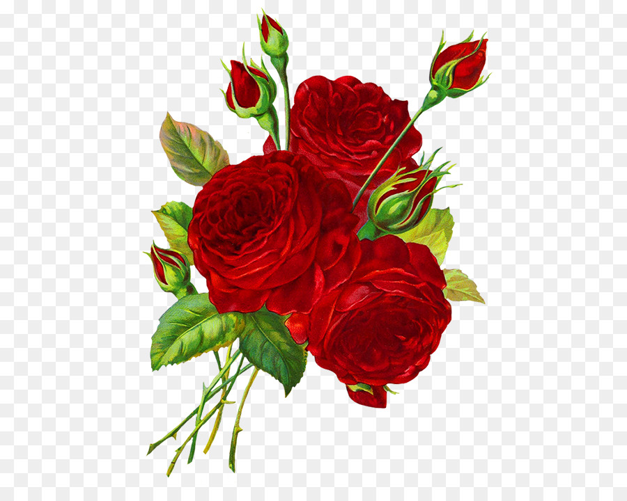 Dessin Rose Rouge Png Dessin Rose Rouge Transparentes Png Gratuit