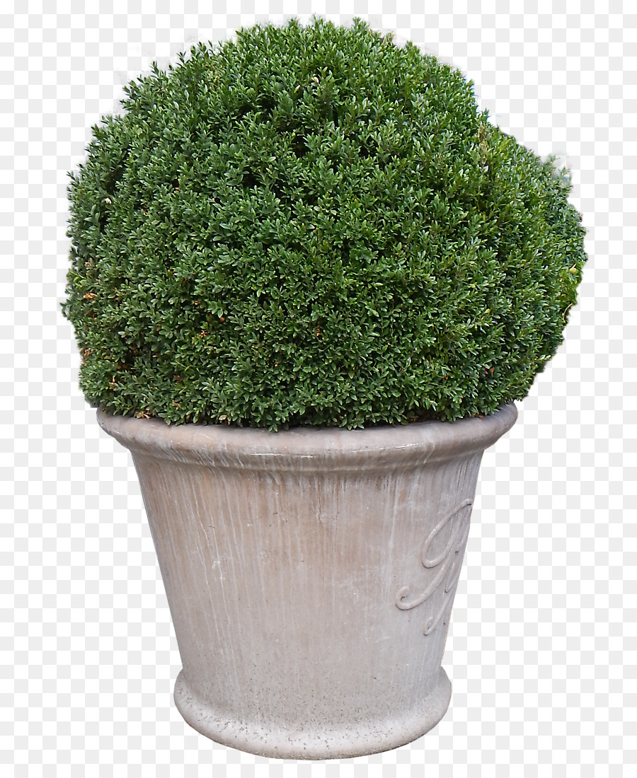 Plante Verte，Pot PNG